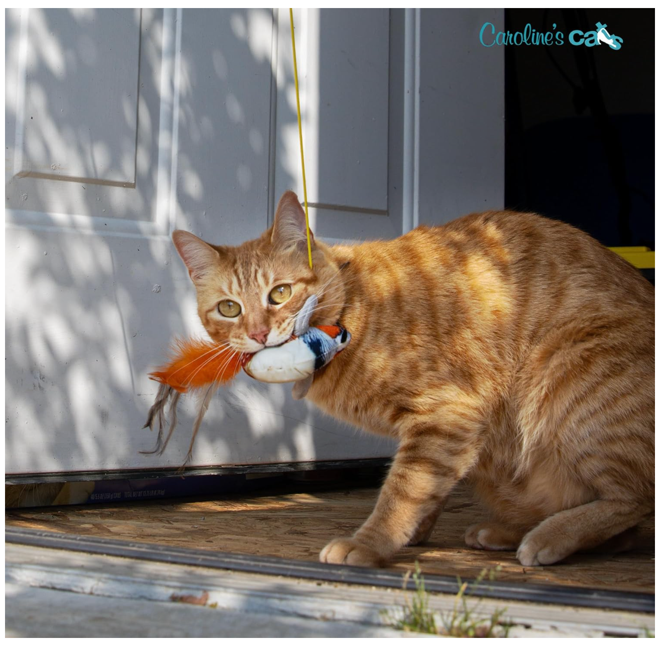 Caroline's Cats Plush Chirping Bird Cat Toy on Elastic String with Doorway Hanger - No Flimsy Suction Cups; Real Electronic Avian Sounds