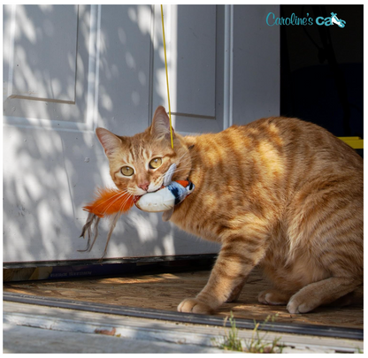 Caroline's Cats Plush Chirping Bird Cat Toy on Elastic String with Doorway Hanger - No Flimsy Suction Cups; Real Electronic Avian Sounds