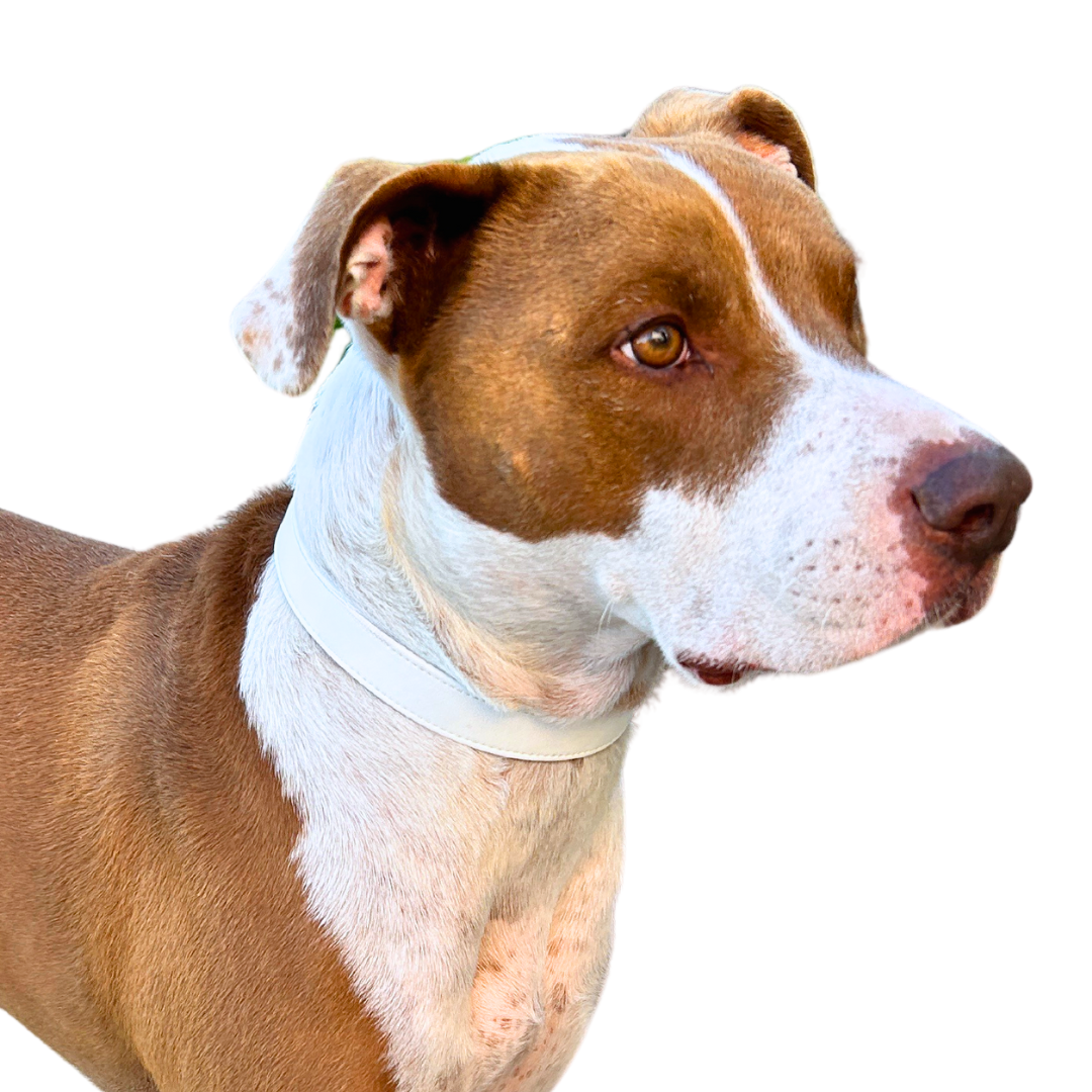 Starlight White Cactus Collar - Triathlete Store