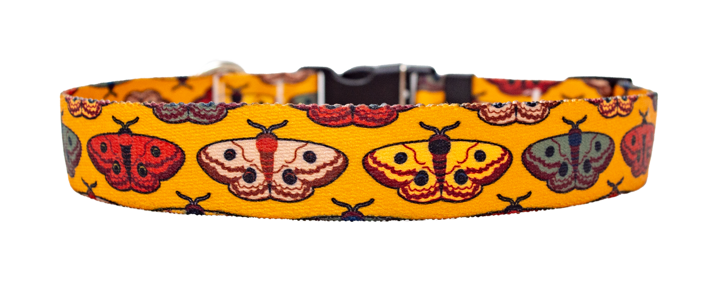Wings for Fall Dog Collar