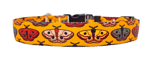 Wings for Fall Dog Collar