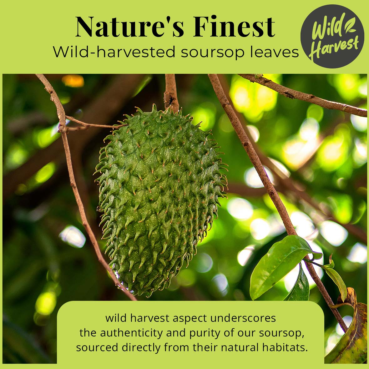 200+ Whole Dried Soursop Leaves – 2.6 oz , 100% Natural Soursop Tea (Graviola Leaves), Caffeine-Free Herbal Tea (Hoja Guanabana)