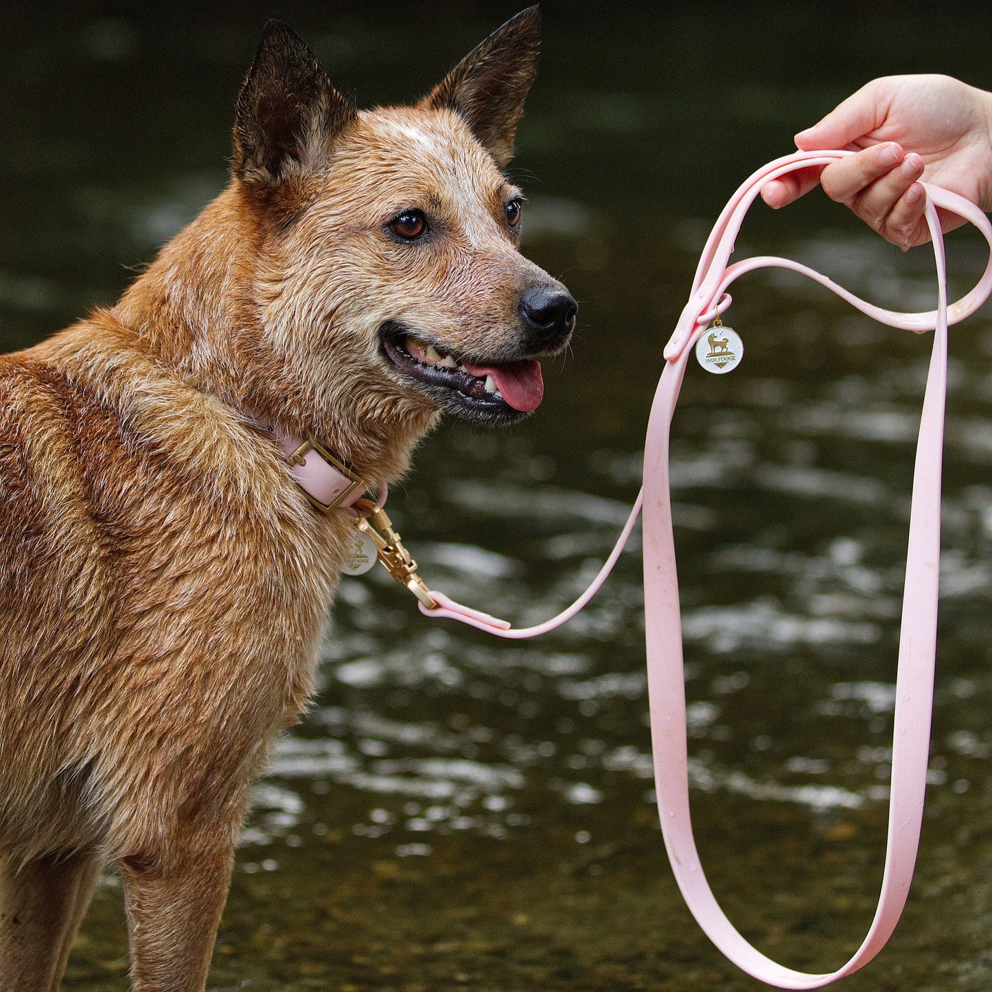 Waterproof Leash