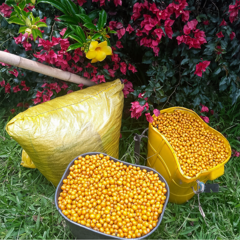 Yellow Bourbon - Natural