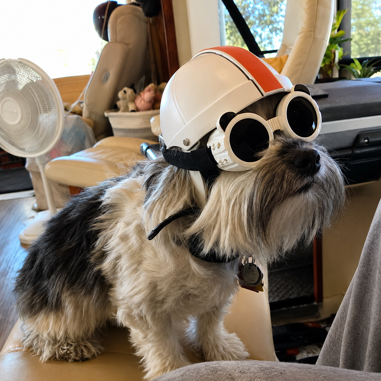 Black or White Pet Bike Helmet