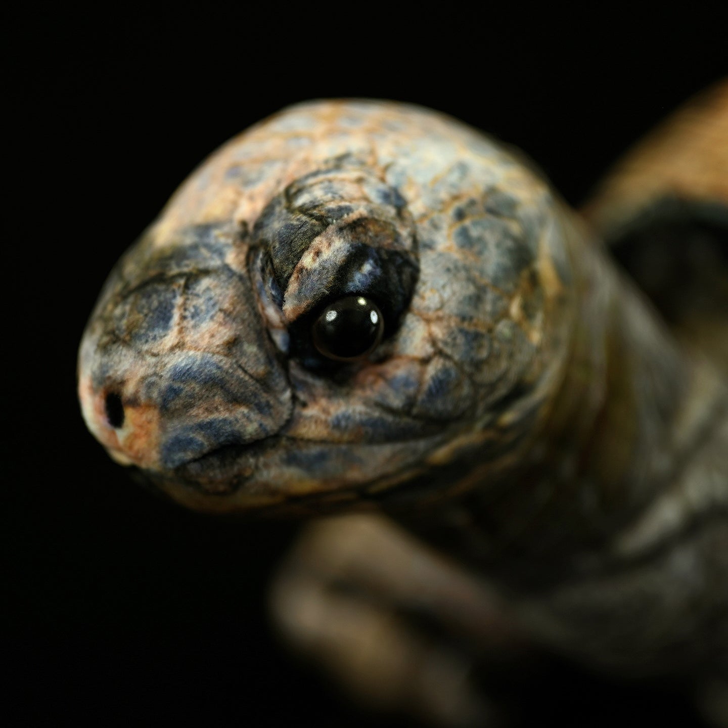 African Tortoise Plush