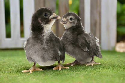 Black Sex-Link Female Chicks – Buy 10 + 5 Bonus Free (15 All-Female, Shipping Included)