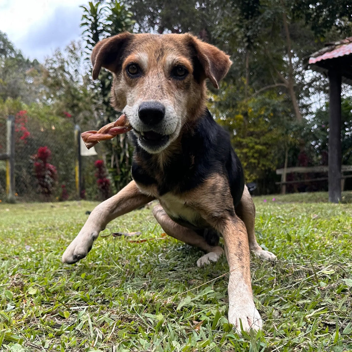 6" Braided Bully Sticks