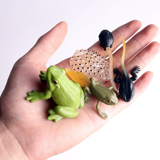 Frog Metamorphosis Life Cycle Model Set