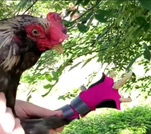 Birdy Bootie (chicken shoes, chicken booties, duck booties and goose shoes) - Triathlete Store