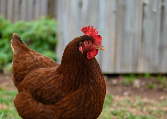 Rhode Island Red Chicks – Buy 10 + 5 Bonus Free (15 All-Female, Shipping Included)