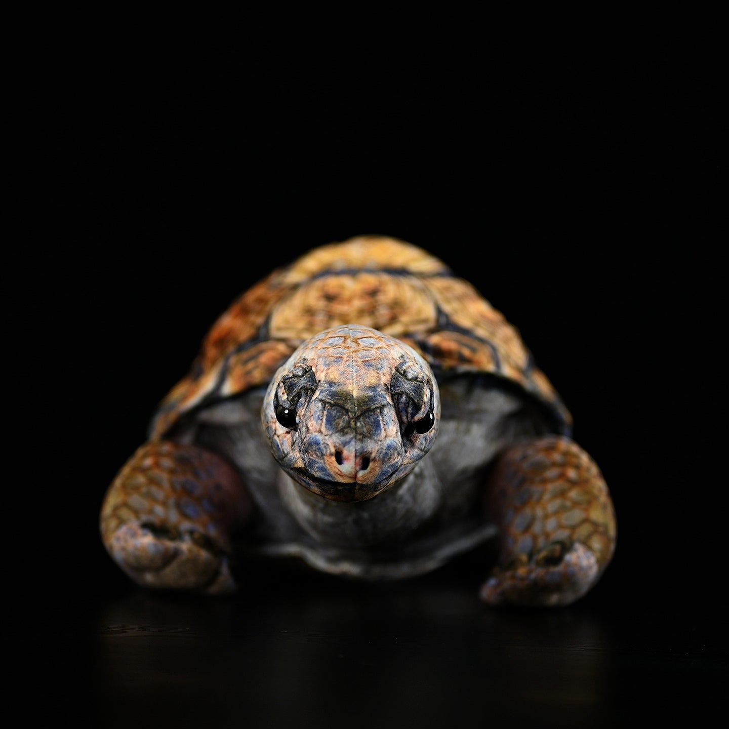 African Tortoise Plush