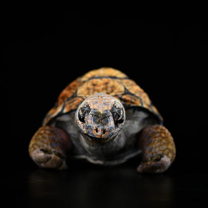 African Tortoise Plush