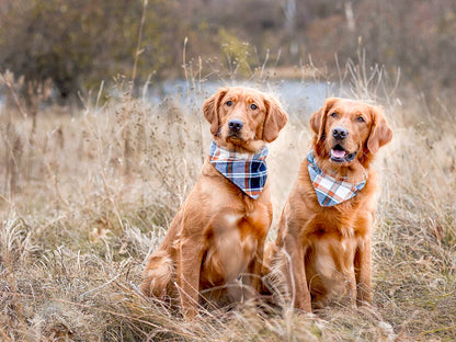 "Ketchup & Mustard" Dog Bandana