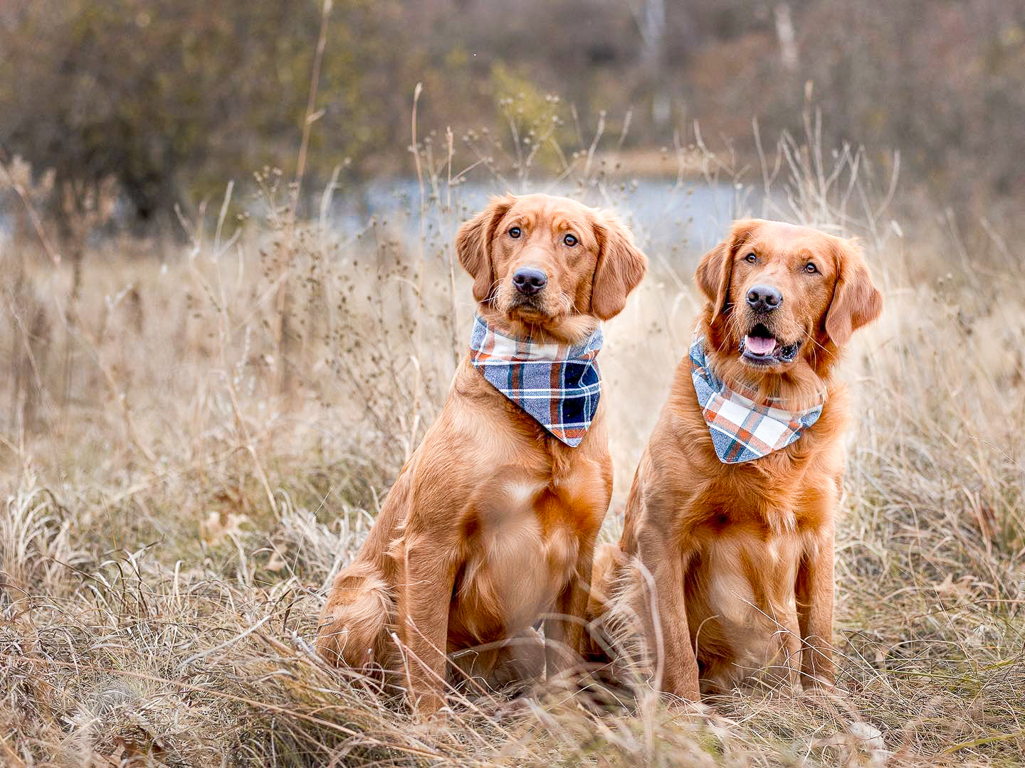 "Navy Garden Party" Dog Bandana