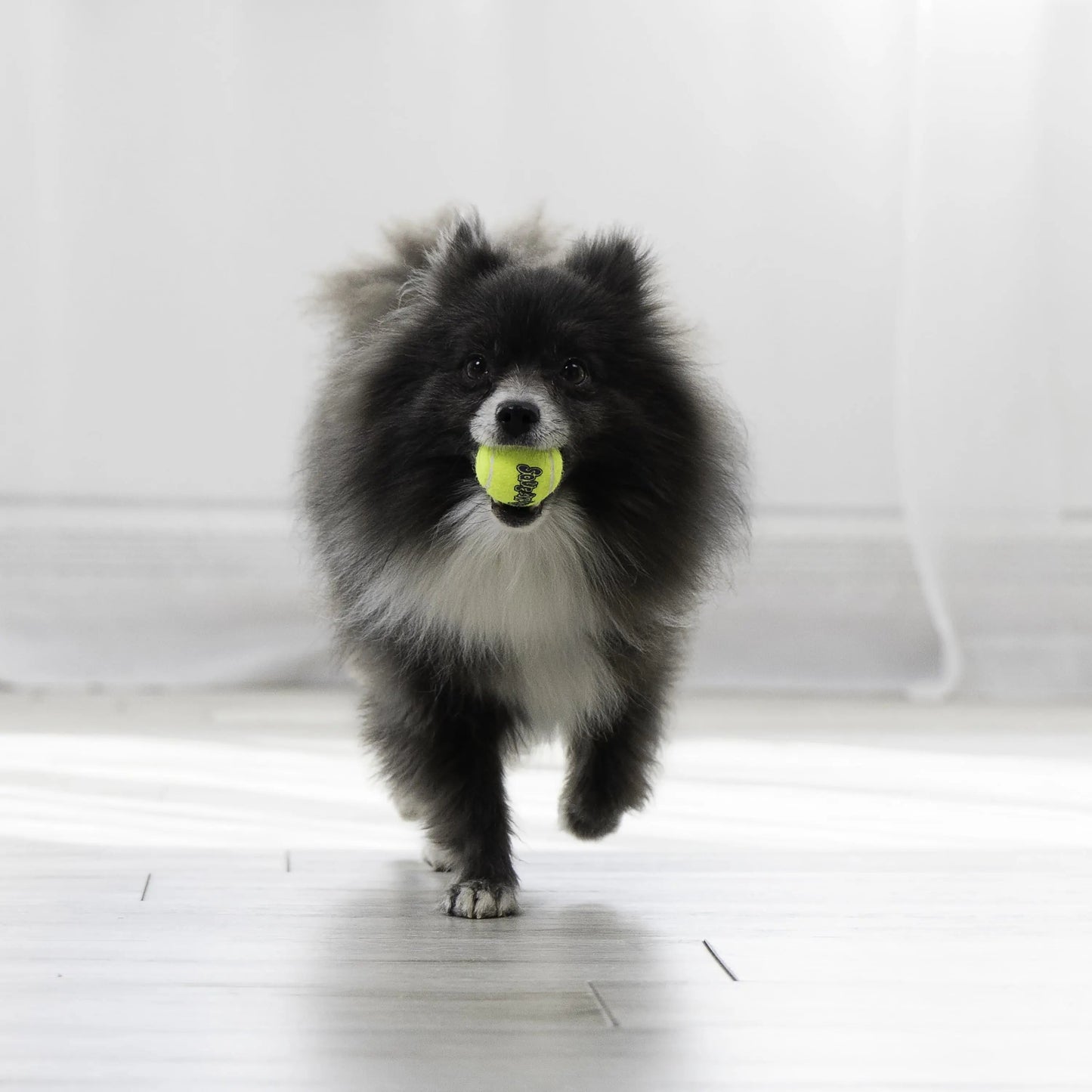 ® Squeakair® Balls Dog Toy, XS, 3-Pack