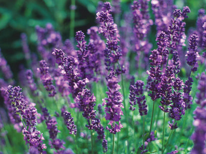 Lavender - English