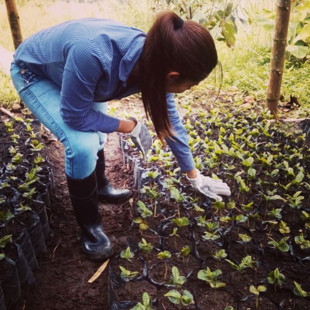 Gesha & Colombia Blend – Alchemy Steep (5-Pack)