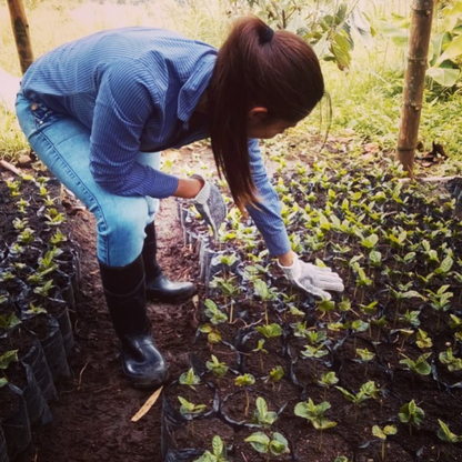 Gesha & Colombia Blend – Alchemy Steep (5-Pack)