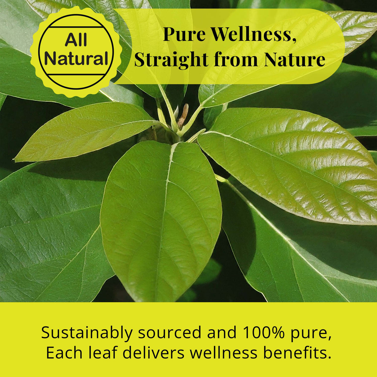 Dried Avocado Leaves, (Hojas De Aguacate) - 2.6oz (75gm). Makes 28 cups