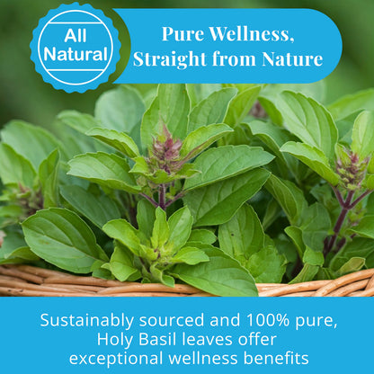 Akshit Holy Basil Leaves, Naturally Dried Leaves, 100% Pure Holy Basil (Tulsi) Tea , No Caffeine, No Additives, Vegan - 2.6oz
