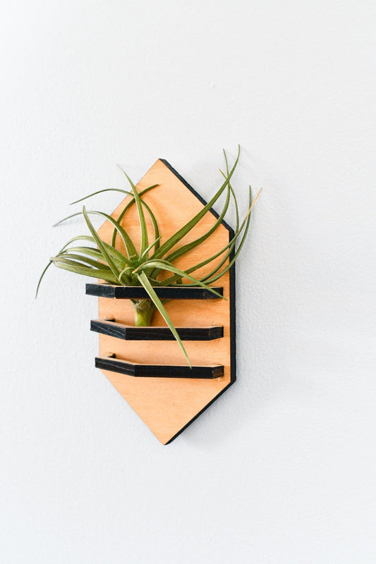 Geometric Air Plant Holder