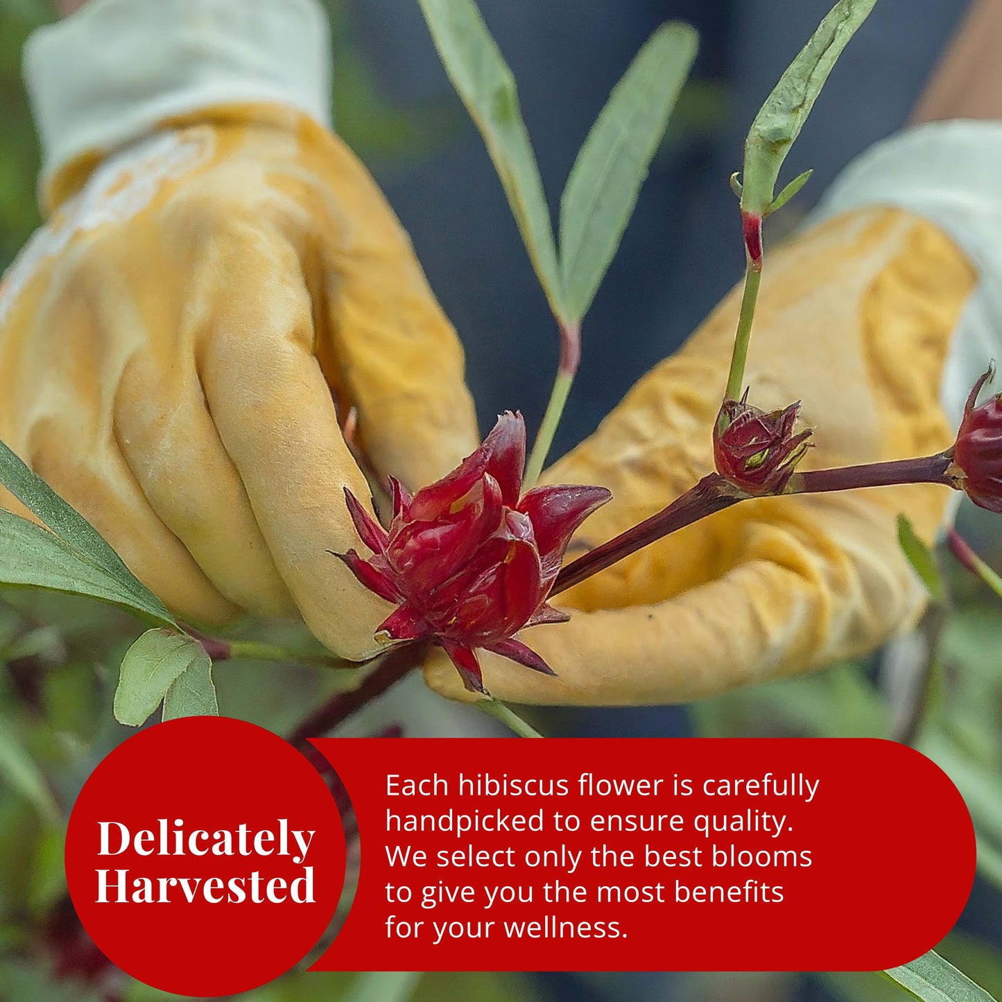 Akshit Hibiscus Flowers 5 oz  Herbal Tea | Flor de Jamaica tea | Dried Hibiscus | Loose Leaf Tea | Caffeine-Free | Vegan Friendly | Fleurs d'hibiscus bio Akshit