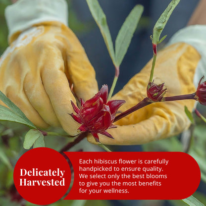 Akshit Hibiscus Flowers 2.6 oz  Herbal Tea | Flor de Jamaica tea | Dried Hibiscus | Loose Leaf Tea | Caffeine-Free | Vegan Friendly | Fleurs d'hibiscus bio Akshit