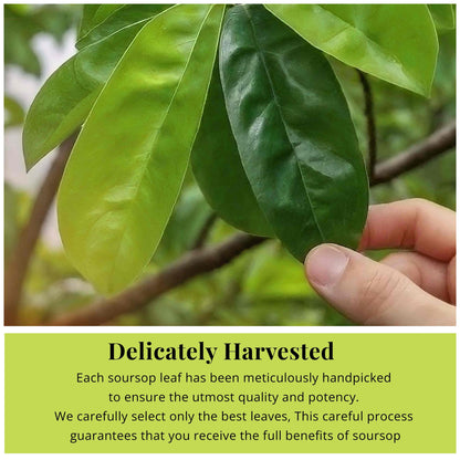 200+ Premium Dried Soursop Graviola Leaves Tea – 2.6 oz , 100% Natural Soursop Tea, Caffeine-Free Herbal Tea (Hoja Guanabana)