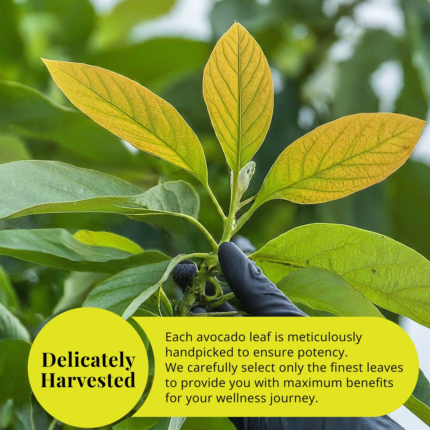Dried Avocado Leaves, (Hojas De Aguacate) - 2.6oz (75gm). Makes 28 cups