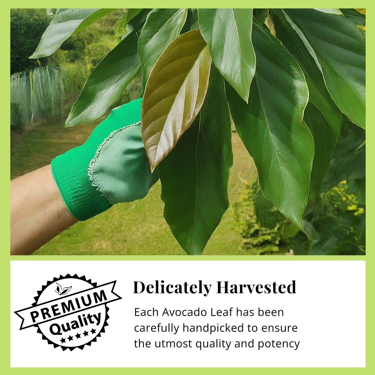 Dried Avocado Leaves, (Hojas De Aguacate) - 2.6oz (75gm). Makes 28 cups