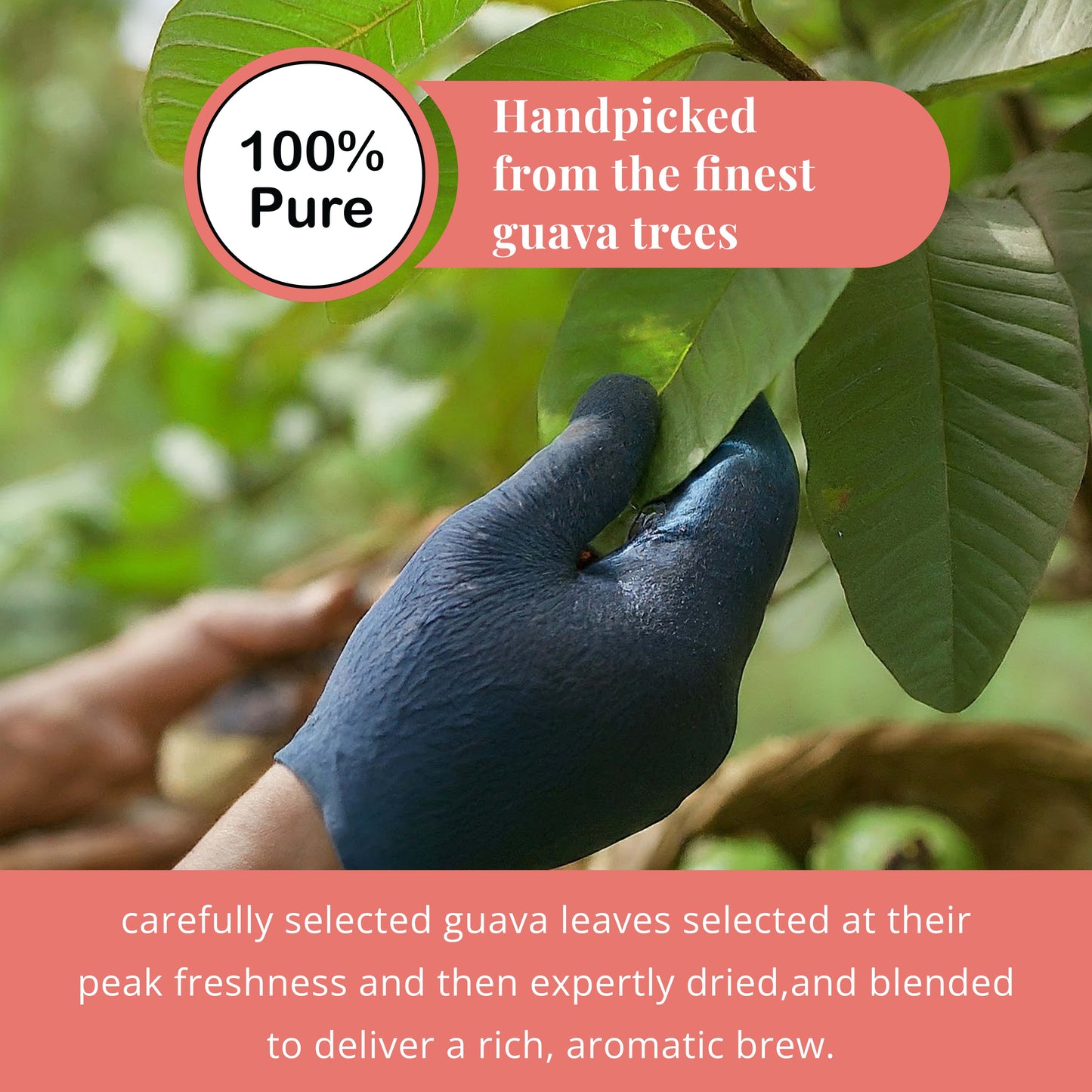 Guava Leaf Tea - 50 Bags, 100% Pure Guava Leaves (Té De Hoja de Guayaba ) Stress Relieving, Herbal Tea- Non-GMO, Vegan, Caffeine-Free