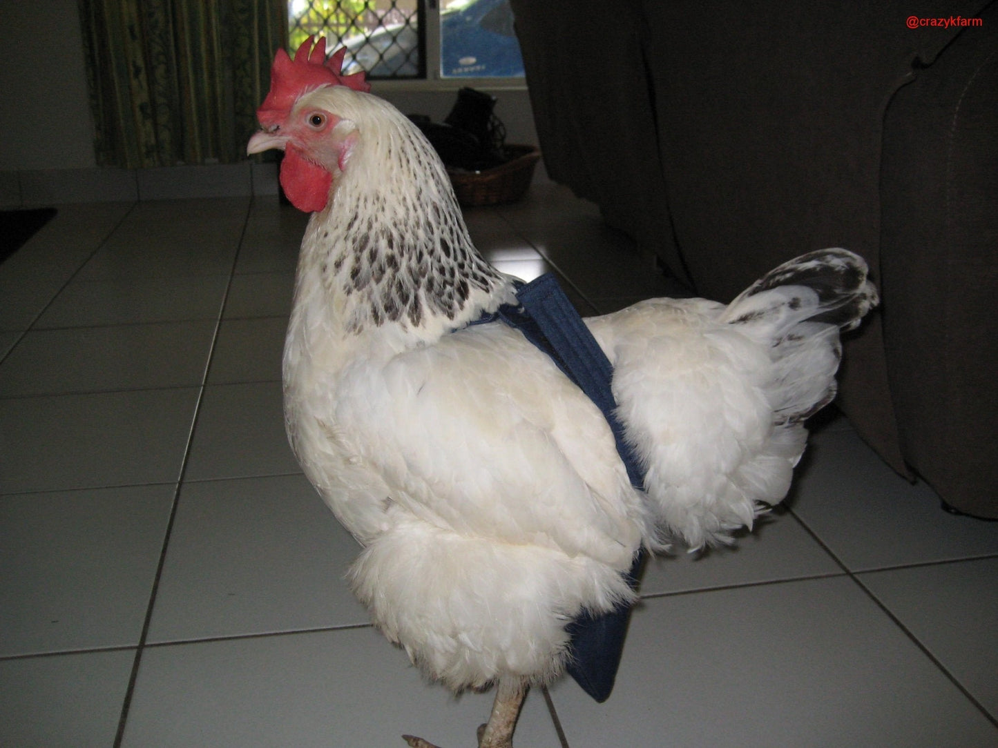 Hen Holster Bird Diaper/Harness with Permanent (Sewn-in) Liner