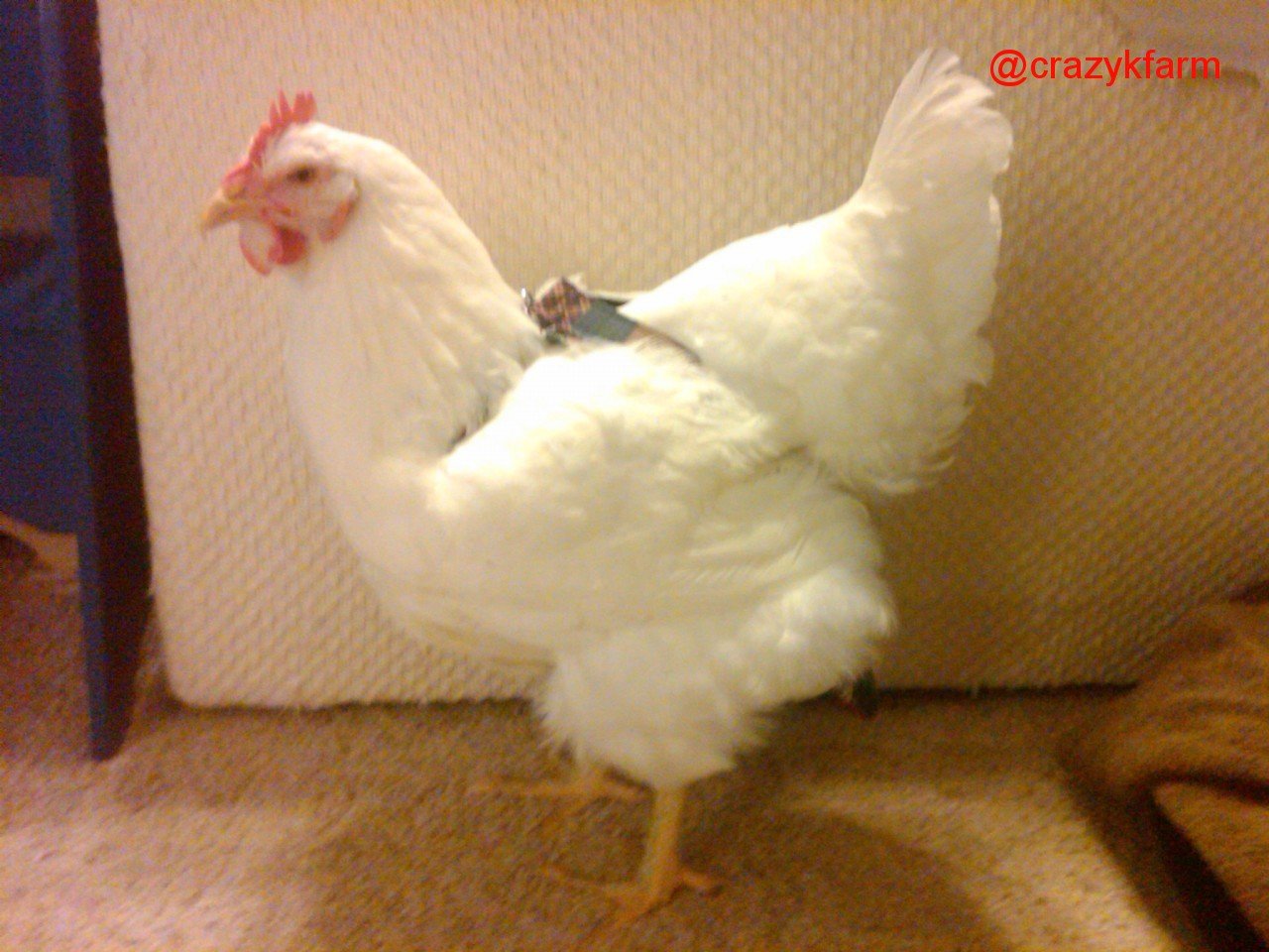 Hen Holster Bird Diaper/Harness with Permanent (Sewn-in) Liner