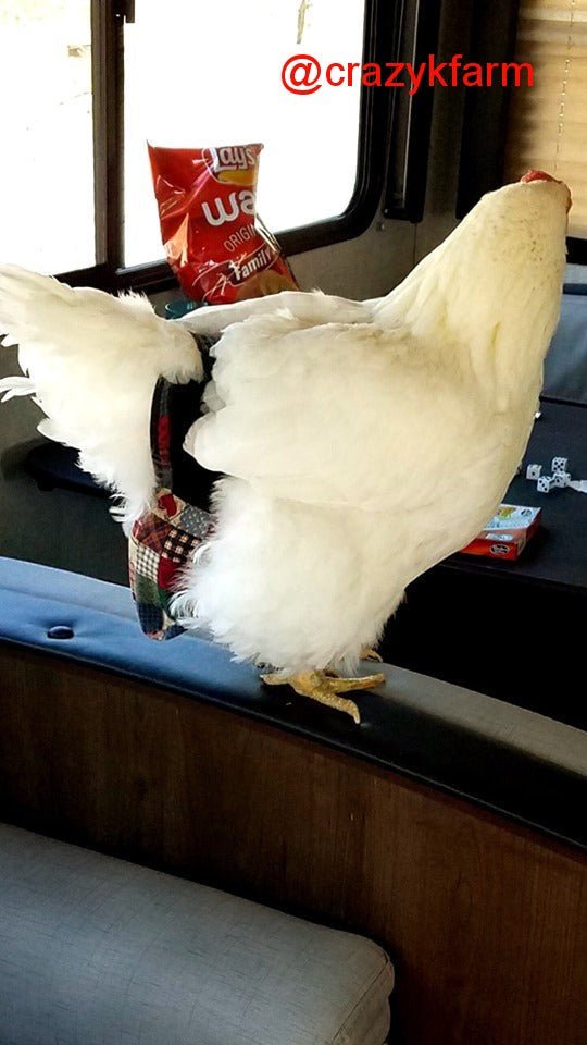 Hen Holster Bird Diaper/Harness with Permanent (Sewn-in) Liner