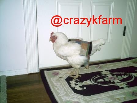Hen Holster Bird Diaper/Harness with Permanent (Sewn-in) Liner