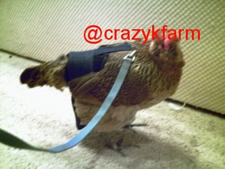 Hen Holster Bird Diaper/Harness with Permanent (Sewn-in) Liner