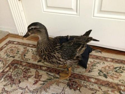 Hen Holster Bird Diaper/Harness (Hand-Made in USA) with Removable Vinyl Liner