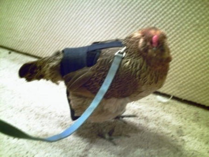 Hen Holster Bird Diaper/Harness (Hand-Made in USA) with Removable Vinyl Liner