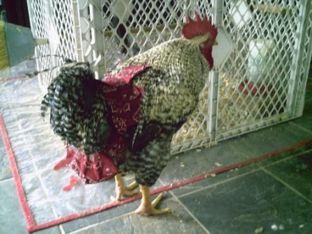 Hen Holster Bird Diaper/Harness (chicken diaper, duck diaper, pigeon diaper with Removable Vinyl Liner) - Triathlete Store