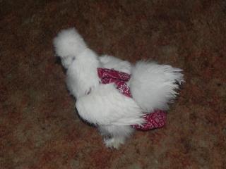 Hen Holster Bird Diaper/Harness (Hand-Made in USA) with Removable Vinyl Liner