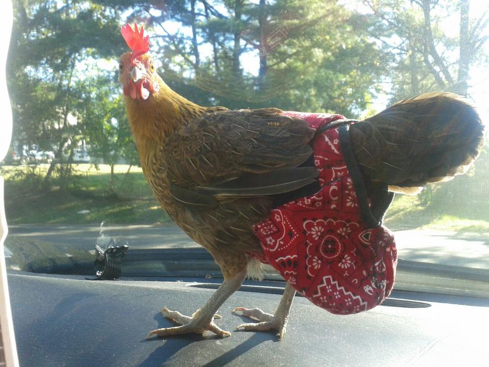 Hen Holster Bird Diaper/Harness (Hand-Made in USA) with Removable Vinyl Liner