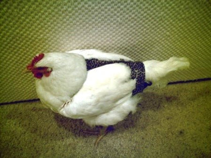 Hen Holster Bird Diaper/Harness (Hand-Made in USA) with Removable Vinyl Liner
