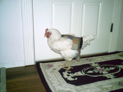 Hen Holster Bird Diaper/Harness (Hand-Made in USA) with Removable Vinyl Liner