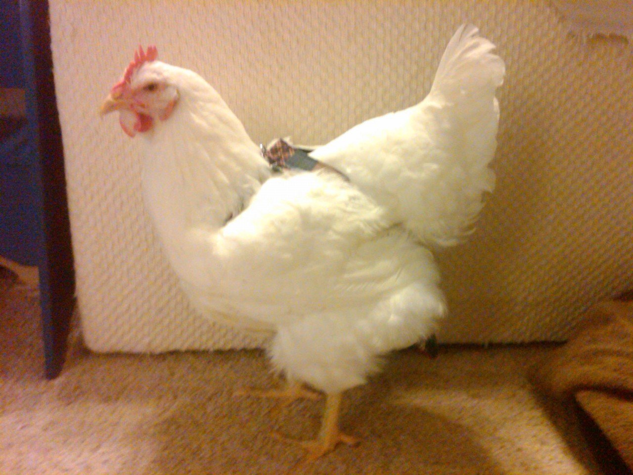 Hen Holster Bird Diaper/Harness (Hand-Made in USA) with Removable Vinyl Liner