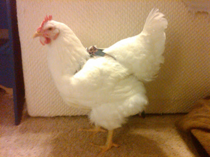 Hen Holster Bird Diaper/Harness (Hand-Made in USA) with Removable Vinyl Liner
