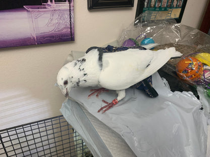 Hen Holster Bird Diaper/Harness (chicken diaper, duck diaper, pigeon diaper with Removable Vinyl Liner) - Triathlete Store