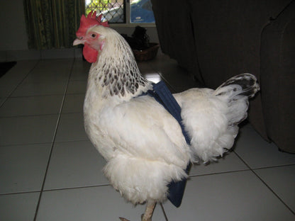 Hen Holster Bird Diaper/Harness (Hand-Made in USA) with Removable Vinyl Liner