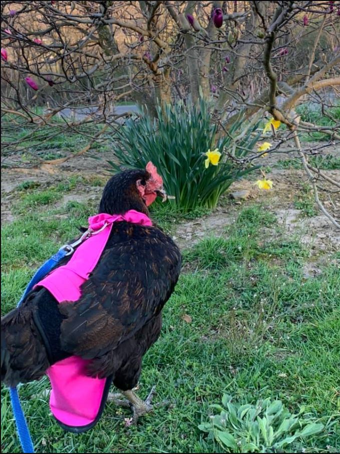 Hen Holster Bird Diaper/Harness (Hand-Made in USA) with Removable Vinyl Liner