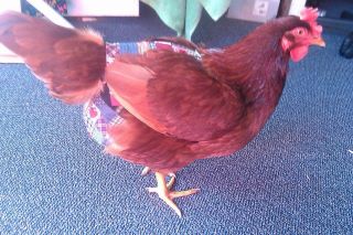 Hen Holster Bird Diaper/Harness (Hand-Made in USA) with Removable Vinyl Liner